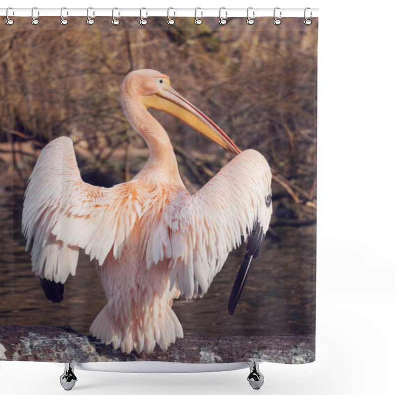 Personality  Great White Pelican Shower Curtains