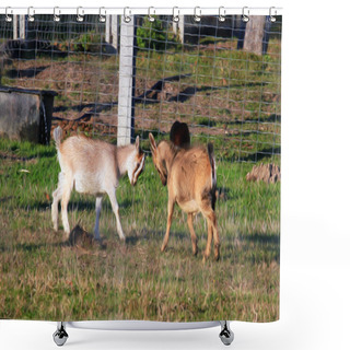 Personality  Two Baby Goats Fighting, Oil Paint Stylization Shower Curtains