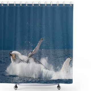 Personality  Whale Jumping In The Air Shower Curtains