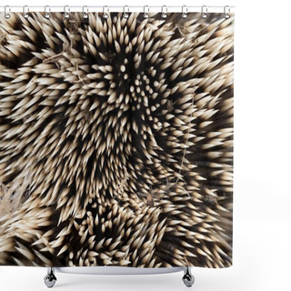 Personality  Texture Of Prickly Hedgehog Skin. A Small Animal With Needles On Its Body. Hedgehog Curled Up In A Ball. Protective Needles In The Animal. Shower Curtains