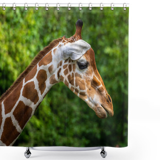 Personality  The Giraffe, Giraffa Camelopardalis Is An African Even-toed Ungulate Mammal, The Tallest Of All Extant Land-living Animal Species, And The Largest Ruminant. Shower Curtains