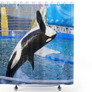 Personality  Killer Whale Shower Curtains