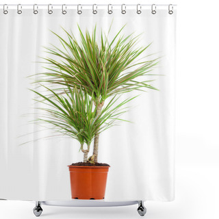 Personality  Dracaena In A Pot On A White Background Shower Curtains