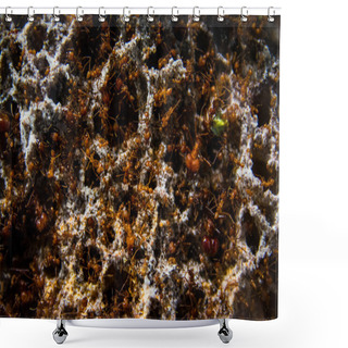 Personality  Thousands Of Ants In Colony Dirt Structures Shower Curtains
