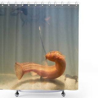 Personality  European Weather Loach Shower Curtains