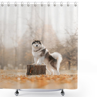 Personality  Malamute Dog Stands With His Front Paws On Stump Shower Curtains