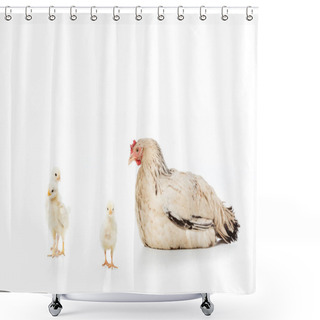 Personality  Hen Looking At Cute Little Chickens Isolated On White Shower Curtains