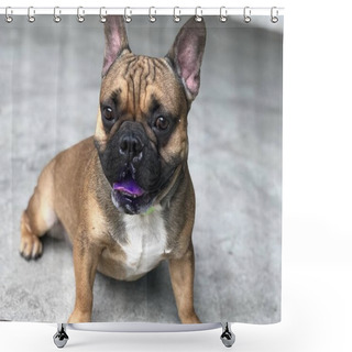 Personality  French Bulldog Puppy Stay Still And Calm On Cement Floor, Cute Dog. Shower Curtains