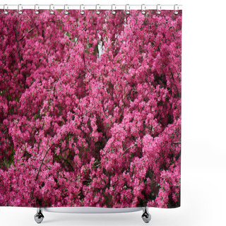 Personality  Beautiful Bright Pink Almond Flowers On Branches Shower Curtains