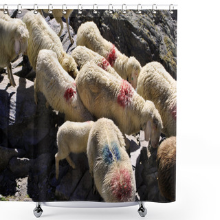 Personality  Migration Of Sheep Shower Curtains
