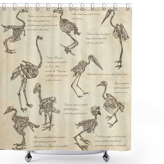 Personality  Bones, Skulls Of Different Birds - Freehands Shower Curtains