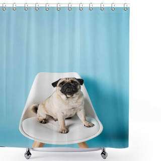 Personality  White Chair With Fawn Color Pug Dog Sitting On Blue Background Shower Curtains