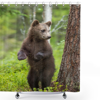 Personality  Bear Cub Stood Up On Its Hind Legs Shower Curtains