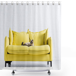Personality  Siamese Cat Looking Away, While Lying On Yellow Sofa With Pillows At Home Shower Curtains