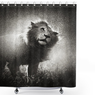Personality  Lion Shaking Off Water Shower Curtains