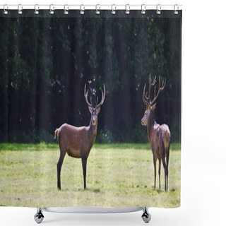 Personality  Pair Of Red Deer Stags Prowling For Females During Rut Season In Shower Curtains