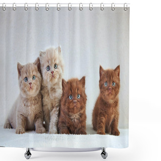 Personality  British Kittens Shower Curtains