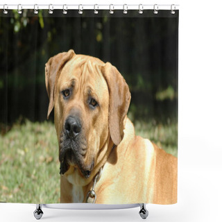 Personality  Boerboel Dog Shower Curtains