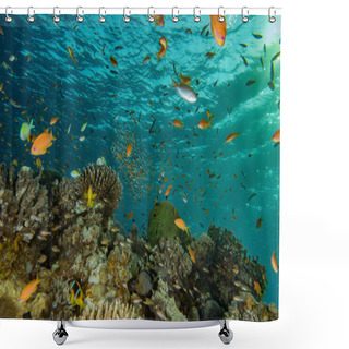 Personality  Fish Swim In The Red Sea, Colorful Fish, Eilat Israel Shower Curtains