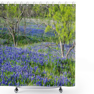 Personality  Texas Bluebonnets Blooming In Spring Shower Curtains