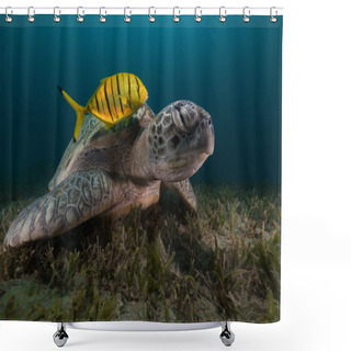 Personality  Green Turtle (chelonia Midas) And Trevally In The Red Sea. Shower Curtains