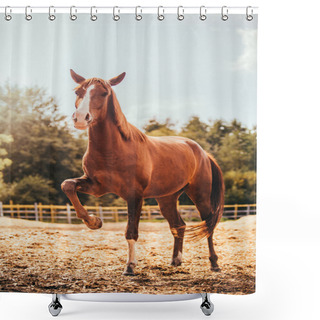 Personality  Horse In The Paddock, Outdoors, Rider Shower Curtains