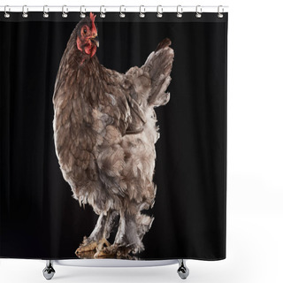 Personality  Farm Chicken With Brown Feathers Isolated On Black Shower Curtains