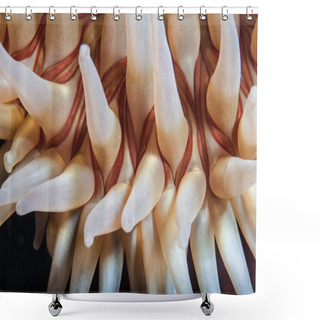 Personality  Detail Of The Tentacles Of A Fish-eating Anemone Shower Curtains