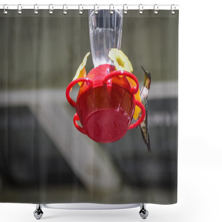 Personality  Springtime Ruby Throated Hummingbird (Archilochus Colubris). Shower Curtains