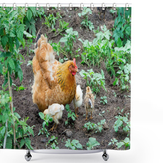 Personality  Chicken With Small Chickens In The Garden Looking For Food. Chicken Cares For Chickens Shower Curtains