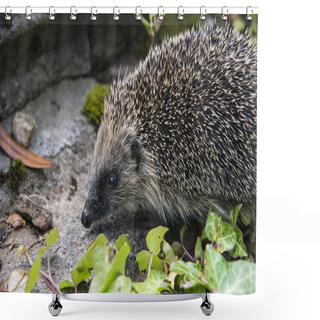 Personality  Young Hedgehog In Garden Shower Curtains