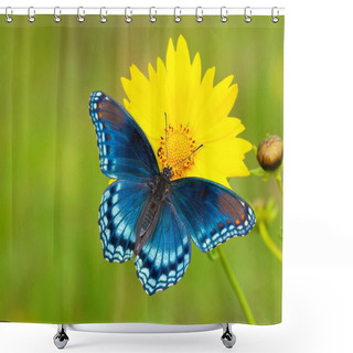 Personality  Red-spotted Purple Admiral Butterfly On A Yellow Coreopsis Flower Shower Curtains