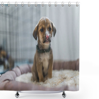 Personality  Cute Shy Little Mixed-breed Puppy Dog With Discolored Nose Sitting Its Bed. Saved Puppies In Temporary Home. Full-length Indoor Shot. High Quality Photo Shower Curtains