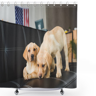 Personality  Close Up View Of Two Beige Puppies On Leather Couch Shower Curtains