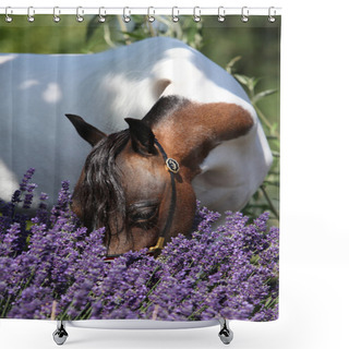 Personality  Mottle Miniature Horse In Purple Flowers Shower Curtains