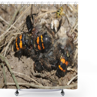 Personality  Burying Beetles (Nicrophorus Orbicollis) Shower Curtains