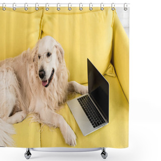 Personality  Cute Golden Retriever In Glasses Lying On Yellow Sofa With Laptop In Apartment Shower Curtains