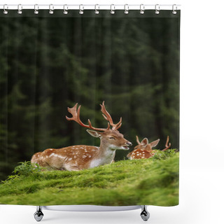 Personality  Deers Near The Forest Shower Curtains