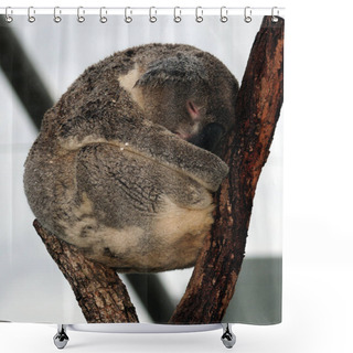Personality  Cute Koala Bear Curled Up Between Two Trunks NSW Australia Shower Curtains