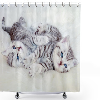 Personality  Two Young British Shorthair Silver Tabby Cats Lying Playing Toge Shower Curtains