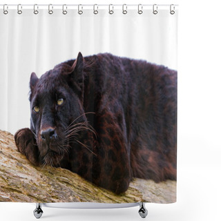 Personality  The Leopard (Panthera Pardus) Portrait. Melanistic Leopard Are Also Called Black Panther Shower Curtains