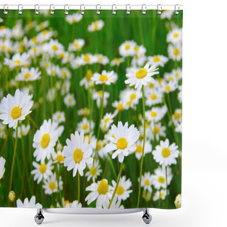 Personality   Camomiles On Green Field Shower Curtains