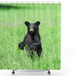Personality  Vertical Shot Of A North American Black Bear Standing In A Green Field Looking Toward The Camera. Shower Curtains