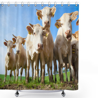 Personality  Herd Of Curious Looking White German Cows Standing On A Green Meadow Shower Curtains