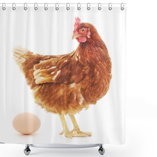 Personality  Hen And Egg Shower Curtains
