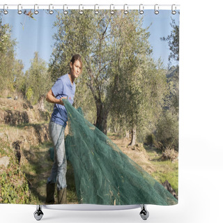 Personality  Slicing And Collecting Olives For The Production Of Extra Virgin Olive Oil Shower Curtains