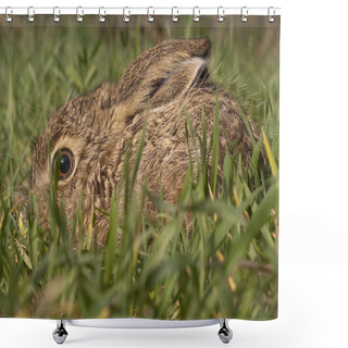 Personality  Little Baby Hare Lepus Europaeus, Lepus Granatensis, Portrait Shower Curtains