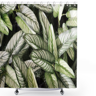 Personality  Artificial Dumb Cane Leaves Or Dieffenbachia Plants Shower Curtains