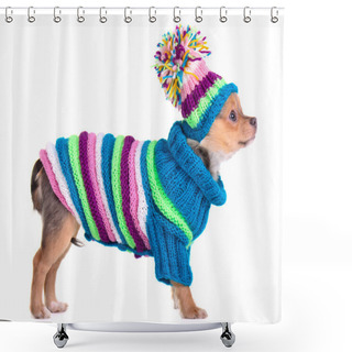 Personality  Chihuahua Puppy Dressed With Handmade Colorful Sweater And Hat, Isolated On Shower Curtains