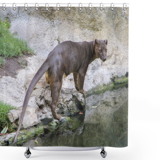 Personality  Fossa (Cryptoprocta Ferox) Is Standing Near River Shower Curtains